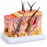 Skin Block Model